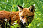 相册详情：Le renard et l'enfant(2028659) - 豆瓣