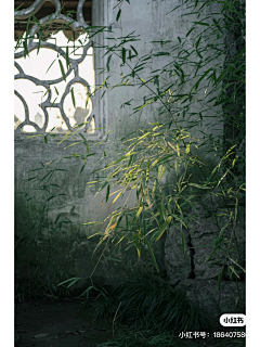 cotqpiEW采集到植物
