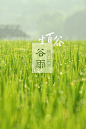 谷雨，节气