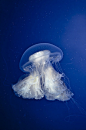 Jellyfish    ;)
