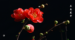 花瓣--雨采集到花卉植物壁纸