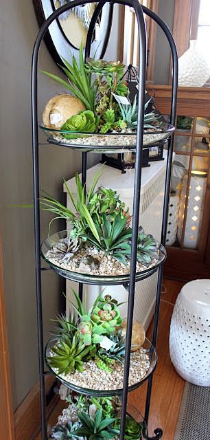 Indoor succulents. L...