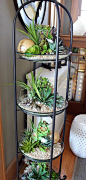 Indoor succulents. Love this idea!!