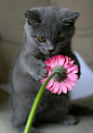 Cute kitten: 