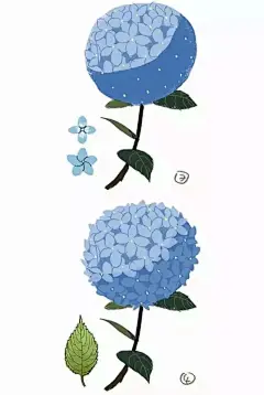 绣球绘制02