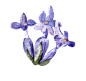 手绘花 蝴蝶 叶子 花环 钻石 花瓣 png素材
