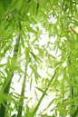 竹,自然,垂直画幅,植物,绿色,无人,枝,夏天,森林,叶子