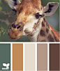 giraffe tones