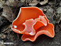 Orange Peel Fungus Mushroom (Aleuria aurantia)橙黄网孢盘菌