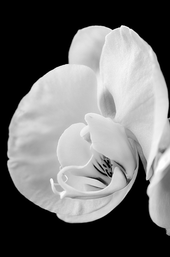 Photograph Orquidea