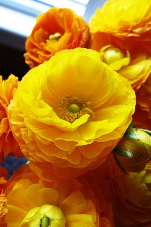 Buttercups #花瓣语录#