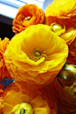 Buttercups #花瓣语录#