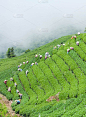 茶树山