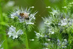 蜜蜂 昆虫 授粉 花朵 飞虫 翅膀 自然 膜翅目 花壁纸