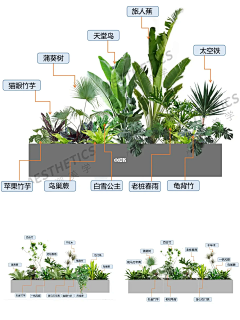 【植物设计】方式2-花瓣网|陪你做生活的设计师 | 6款沉浸式室内植物造景，清单到收藏码住