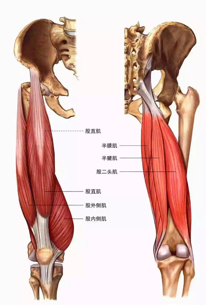 大腿肌肉解剖图大腿肌肉解剖图腿部是是位于臀部与脚踝之间的下肢部分