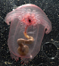 海洋生物调查项目（Census of Marine Life）的研究人员在水深 2750 米的地方发现了这种非常透明的海参。