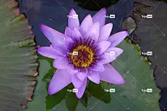 池塘 莲花 美丽的花朵 花壁纸 花 花卉背景 水生植物 自然