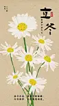 立冬手绘简约国画风小雏菊节气祝福