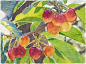 《创意蔬果绘画：晒在水果上的阳光》
美国水彩画家Cara Brown作品，花朵、水果，颜色鲜亮，笔法熟练，仿佛看见阳光从上面流过，清新而温暖。