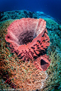 Barrel Spong & Staghorn Corals