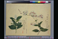梅园草木花谱----夏卷4 - 【工笔画素材】 - 【中国工笔画论坛】 |工笔画|工笔画视频|工笔花鸟|工笔山水|工笔人物|