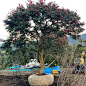 茶梅｜Camellia 冬天的开花机器 红粉白橙 - 小红书