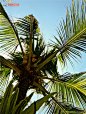 椰树图片素材