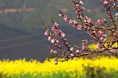 春景_百度图片搜索