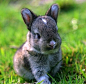 baby bunny!