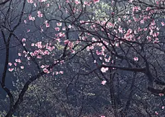 烂漫山花唯美风光桌面高清壁纸桌面壁纸2