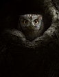 owl wildlife Photography  bird nocturnal bird of prey Nature photoshoot