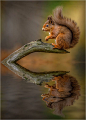 Watching ~ reflective Squirrel by Paul Keates