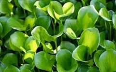 春天绿色植物壁纸