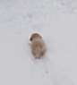 Ellie是生活在加拿大圭尔夫的一只小金毛，第一次见到雪时就喜欢的不得了，玩得根本停不下来！小金毛蹦蹦跳跳的样子太可爱！