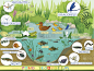 环境,池塘,水生植物,淡水,青蛙,甲虫,动物群,蚊子,动物,社区