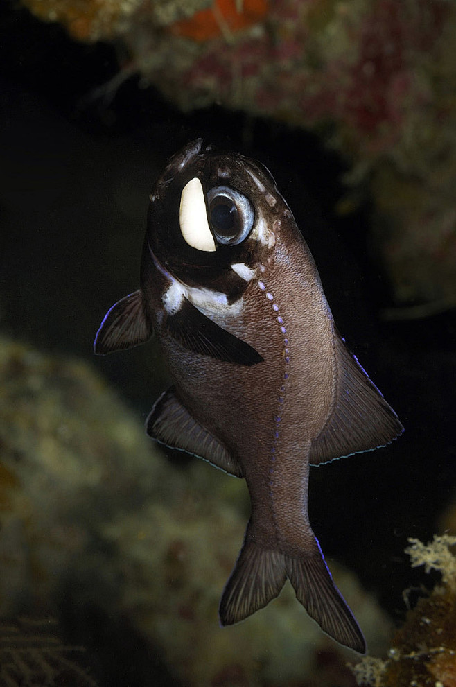 灯笼鱼目灯笼鱼科原灯笼鱼