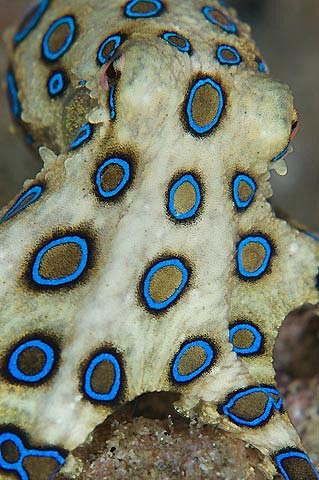 大蓝环章鱼hapalochlaenalunulata