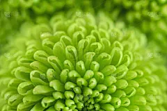 绿色的花宏