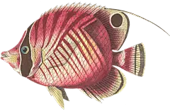 fish3