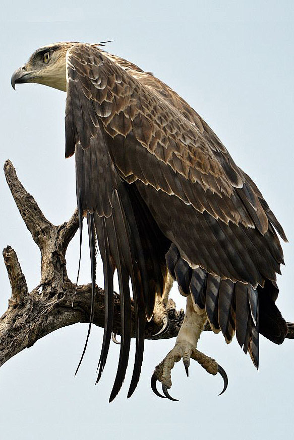 鹰形目鹰科猛雕属猛雕