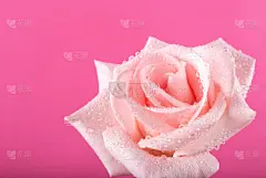 水滴,玫瑰,露水,粉色背景,贺卡,情人节,夏天,生日,明亮,白色
