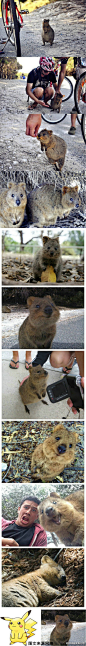 这货叫短尾灰沙矮袋鼠，生活在澳洲西南部。它身材和猫差不多，胖嘟嘟的脸颊就像塞满了食物，永远上扬的嘴角像是在微笑，总之就是个彻头彻尾的萌货。因为憨厚温顺经常被野狗和狐狸欺负，致数量减少。太可爱了！（OMG  这货是袋鼠！）