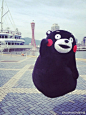 #熊本熊##壁纸#
