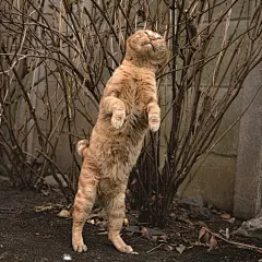 日本的一本猫咪写真集《拼了老命的猫咪们》（必死すぎるネコ），从这些都能当表情包的样子来看是真的拼了老命了 ​​​​