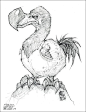 《魔兽世界：大灾变》怪物设定图：渡渡鸟，一种生活在地精新手区失落群岛的神秘怪物。