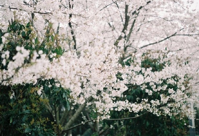 桜唄 by @乓乓抽 | 胶片的味道 O...