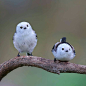 北长尾山雀（Aegithalos caudatus）很长一段时期曾经被认为是银喉长尾山雀（Aegithalos glaucogularis）栖息在高纬度地区的一个羽色较为纯净的亚种。后来随着鸟类学家们对它研究的深入，最终提升为独立鸟种。