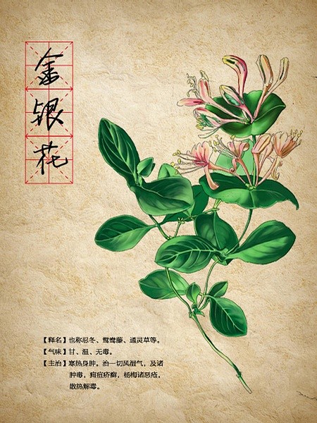 金银花本草纲目