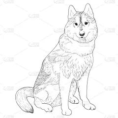草图,动物手,可爱的,纯种犬,野生动物,狗,绘制,服从,坐